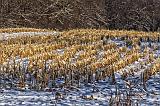 Cornfield In Winter_04511